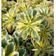 Седум Sedum takesimense Atlantis